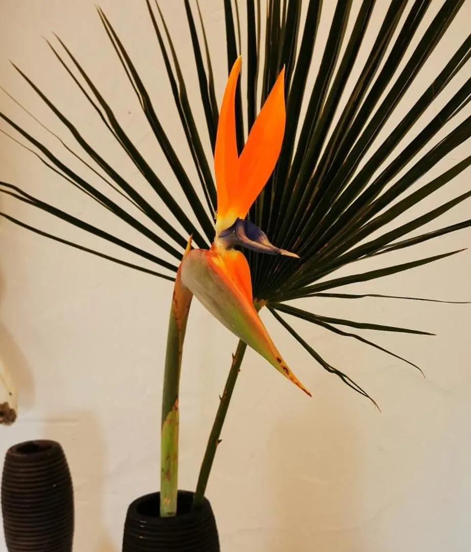 Roca Verde, Boutique Bed & Breakfast (Adults Only) Alhaurin de la Torre 3*,  Spain